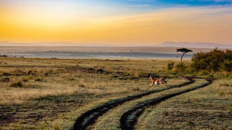 Simple Guidance For You In 5 Unique National Parks Of India To Drive In