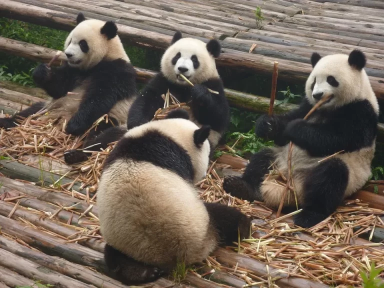 Why giant pandas stay fat despite consuming a low-fat diet