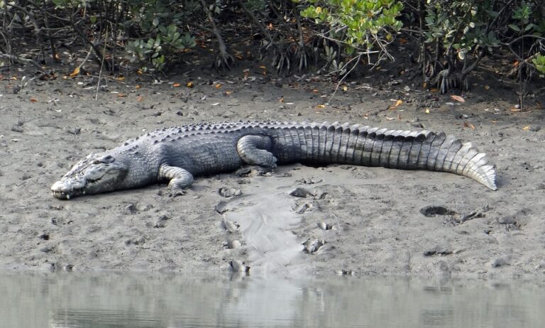Saltwater Crocodiles: the world’s oldest and largest reptile