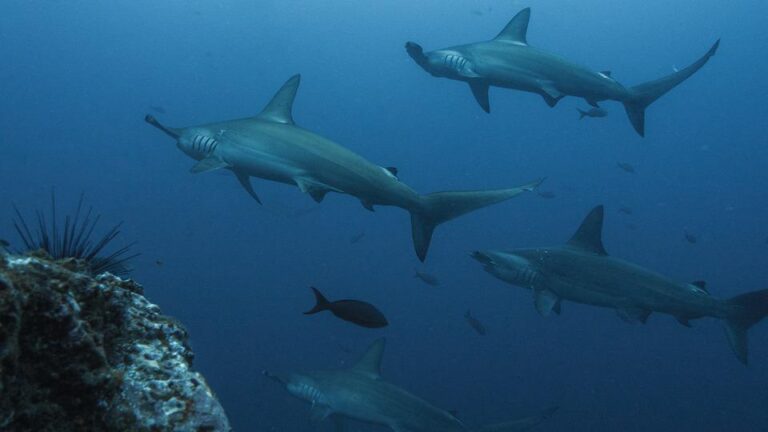You Didn’t Know About The 6 Most Aggressive Sharks in the World