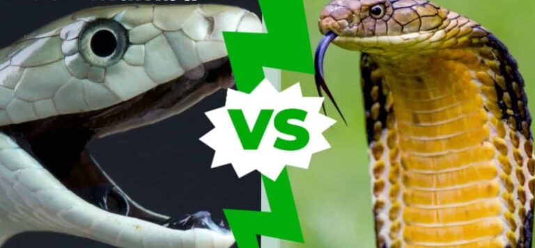 Learn All About Black Mamba Vs King Cobra: What’s The Difference?