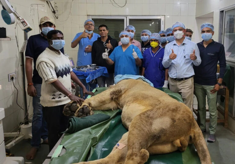 સફળતા: 5 વર્ષના દ્રષ્ટિહીન એશિયાટીક સિંહને નેત્રમણી આરોપણથી મળી નવી દ્રષ્ટિ, જાણો સમગ્ર કિસ્સો