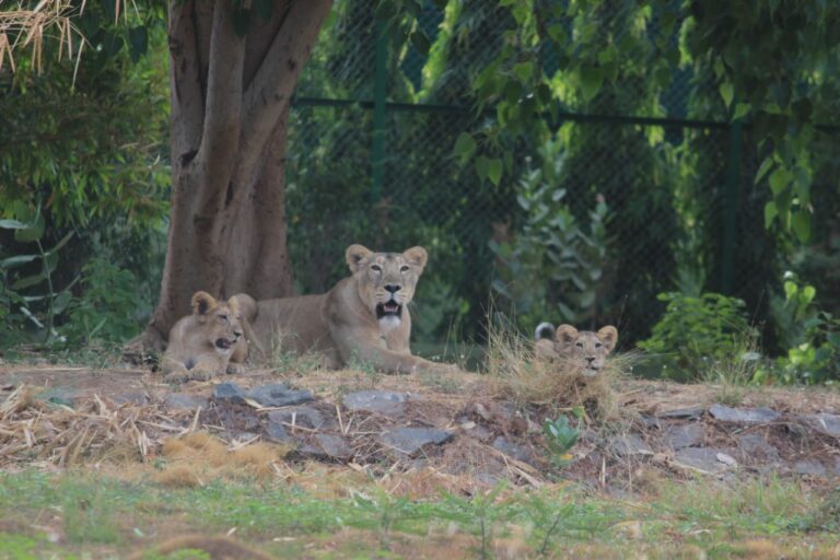 પિંજર માં શાન થી માંડે ડગલી: બાળ સિંહો સિમ્બા અને રેવાની પાપા પગલી