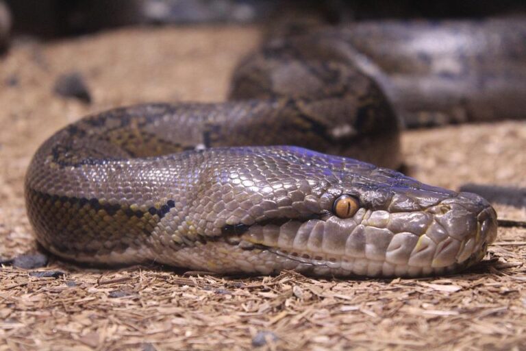 Everything You Need To Know About Rock Python, Learn more