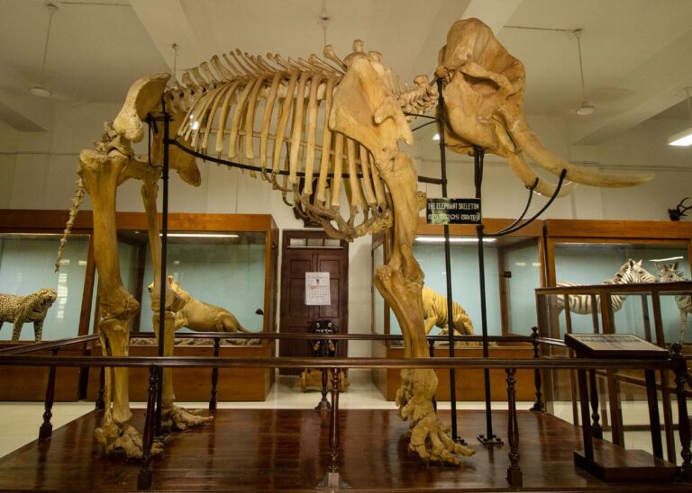 એશિયાનું સૌથી મોટું હાથીનું હાડપિંજર આ મ્યુઝિયમમાં મૂકવામાં આવ્યું