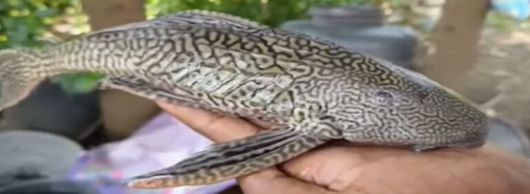 અહિયાં જોવા મળી દુલર્ભ અમેરિકન સકર માઉથ કૈટ ફિશ, લોકોમાં સર્જાયું કુતૂહલ