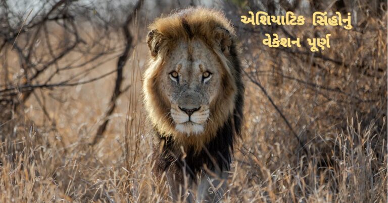 એશિયાટિંક સિંહોનું વેકેશન પૂર્ણ આ તારીખથી સાસણ ગીર અભયારણ્ય ફરી શરૂ