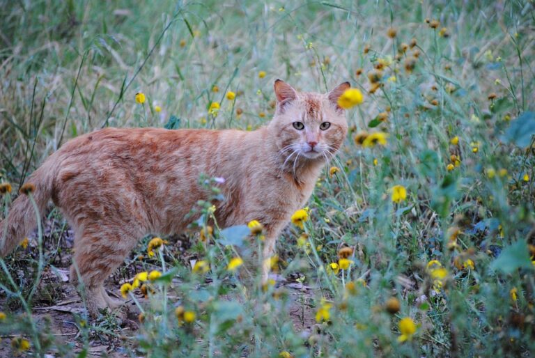 10 things you didn’t know about ginger cats