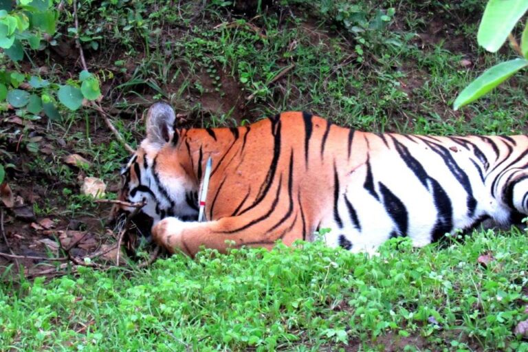 A tigress entered Almora from Corbett and was shot; Where is the accountability?