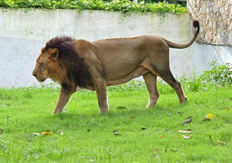 વડોદરા: કમાટીબાગના પ્રાણીસંગ્રહાલયમાં વયોવૃધ્ધ એશિયાટિક સિંહ ‘કુંવર’નું મૃત્યુ