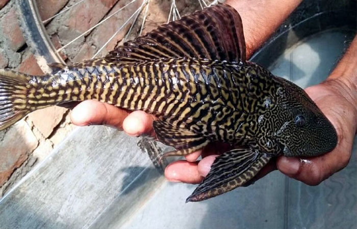 બિહારના આ જિલ્લામાં દેખાઈ ચાર આંખોવાળી ‘સકર માઉથ કૈટફિશ’