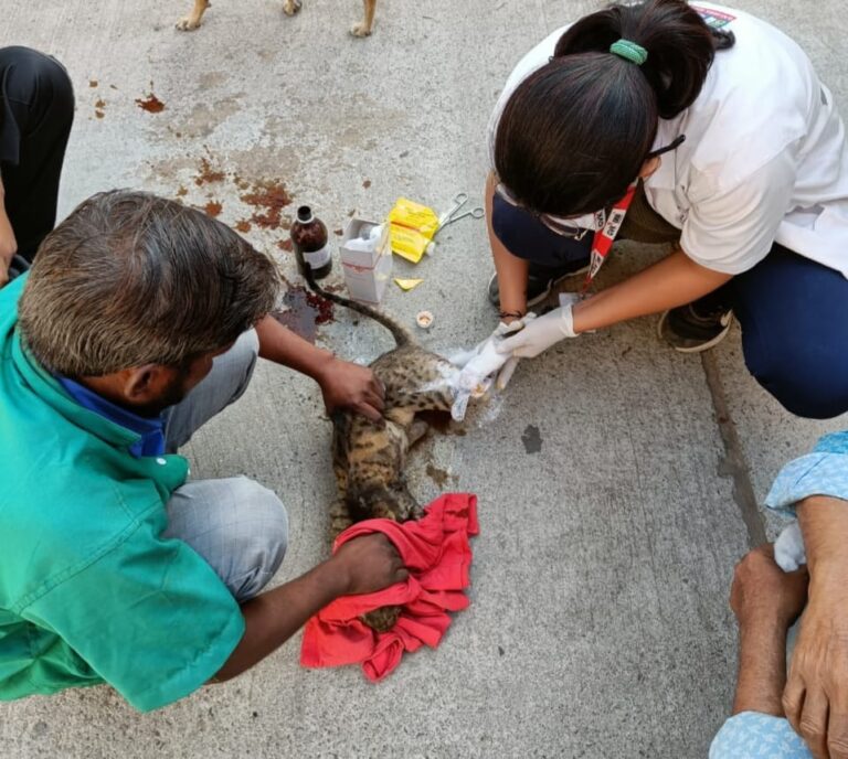 જાણો, કેવી રીતે કરુણા એમ્બ્યુલન્સની કરુણતાએ બિલાડીનો જીવ બચાવ્યો