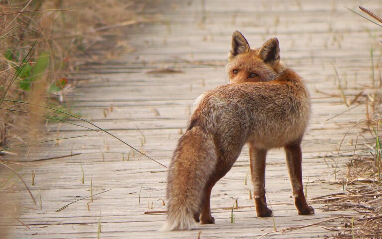 Intriguing Foxes: Unraveling the Mysteries of Nature’s Cunning Canids