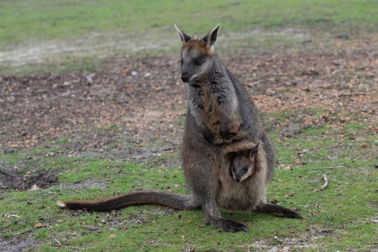 Dual Reproductive Phenomenon in Swamp Wallabies: Embryonic Diapause and Birth