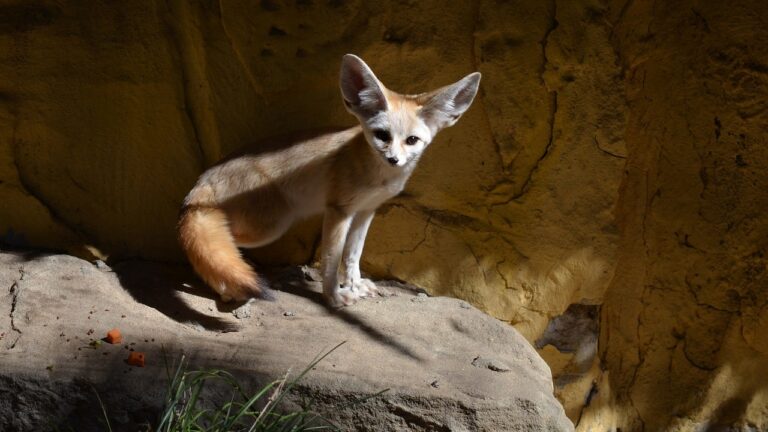The Fennec Fox: A Marvel of Adaptation in the Sahara Desert
