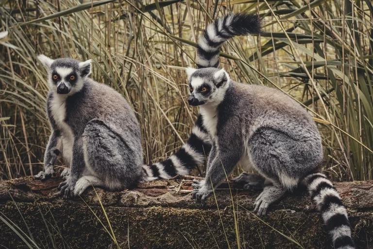 Celebrating the Marvels of Madagascar: World Lemur Day