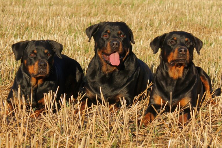 The Top 5 Most Potentially Dangerous Dog Breeds in the World