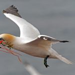 bird-7539528_1280