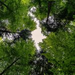 forest-3409907_1280