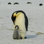 penguins-429134_1280