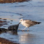 seagull-8318516_1280