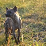 hyena-657544_1280