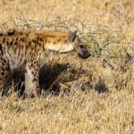 hyena-7429827_1280
