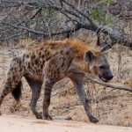 kruger-2727258_1280