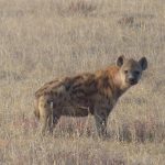 spotted-hyena-517975_1280
